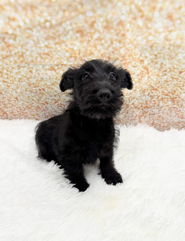 Scottish Terrier Dog Female Black 1508 Petland Cleveland