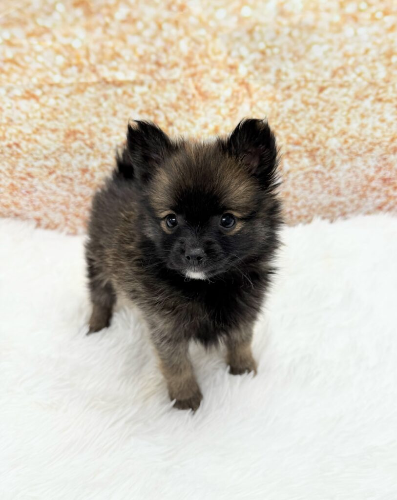 Pomeranian Dog Male Dark Sable 1507 Petland Cleveland