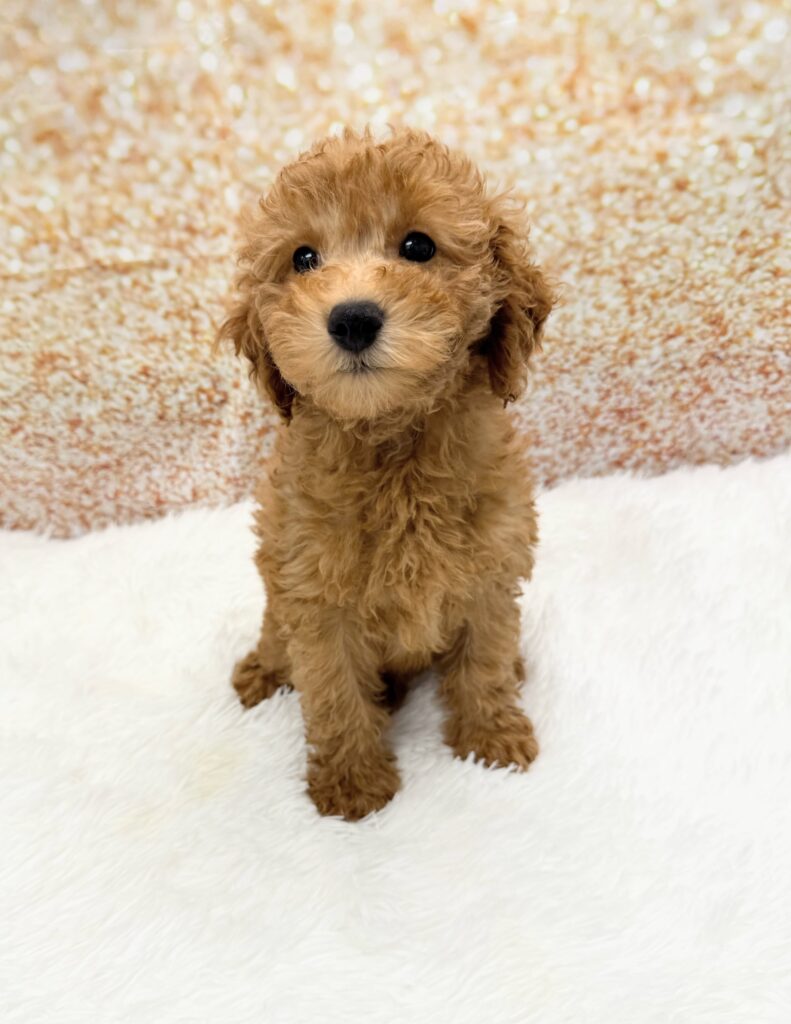 Goldendoodle Mini 2nd Gen Dog Female Red 1506 Petland Cleveland