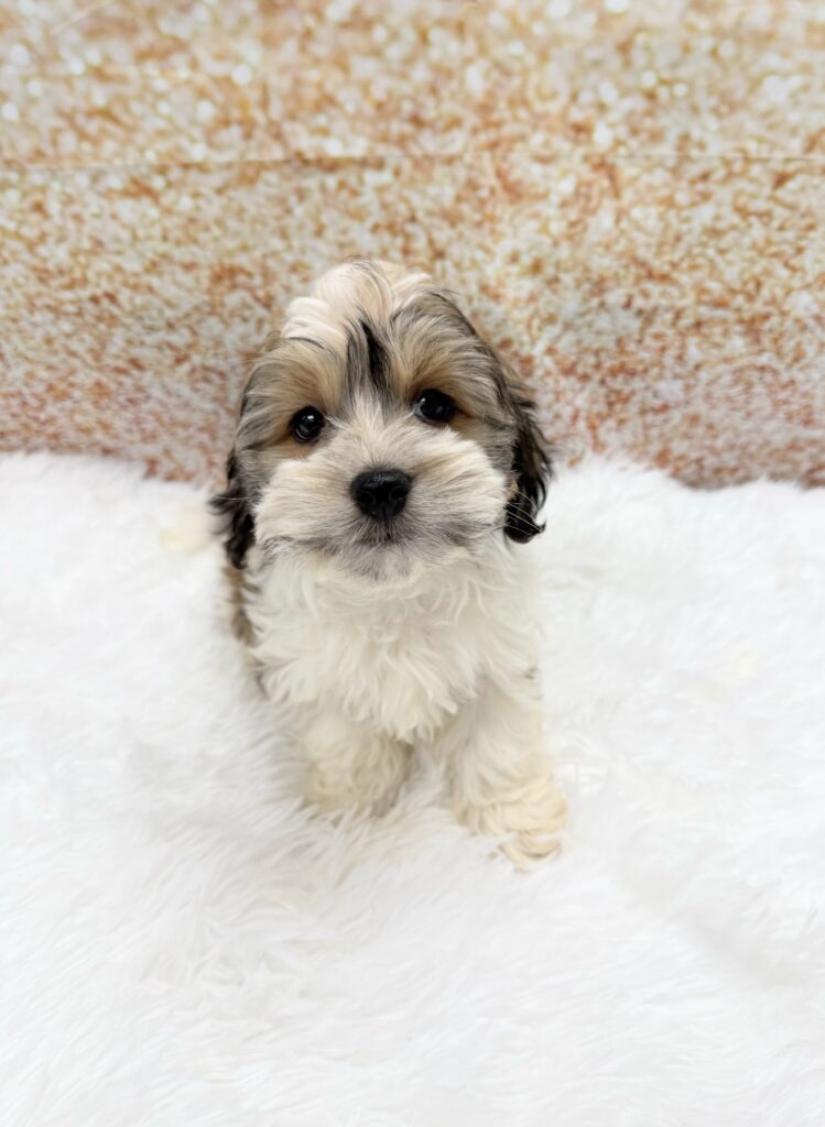 Havanese Dog Male Chocolate 1510 Petland Cleveland
