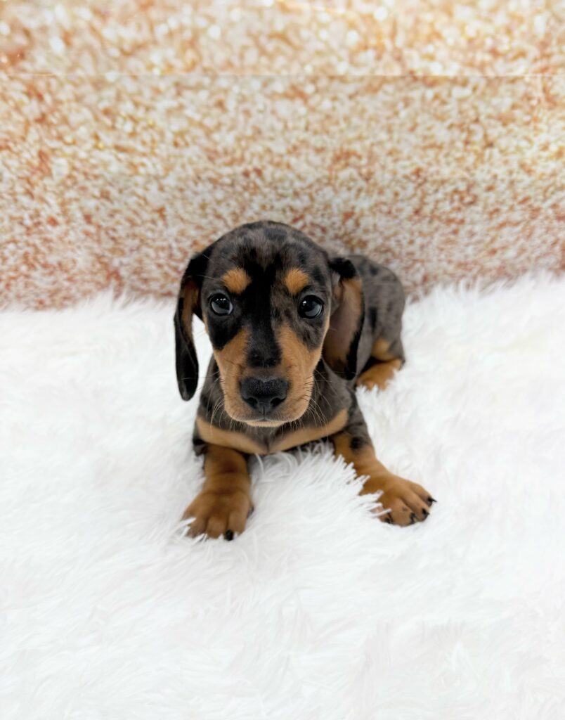 Dachshund Dog Male Blue Merle 1515 Petland Cleveland