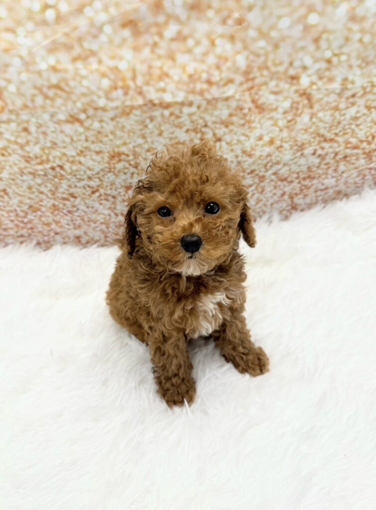 Cavapoo Dog Male Red 1519 Petland Cleveland