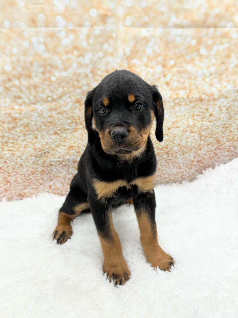 Rottweiler Dog Female Black / Tan 1530 Petland Cleveland