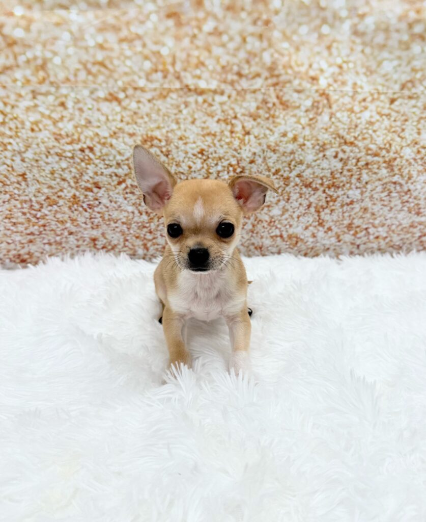 Chihuahua Dog Male Chocolate 1526 Petland Cleveland
