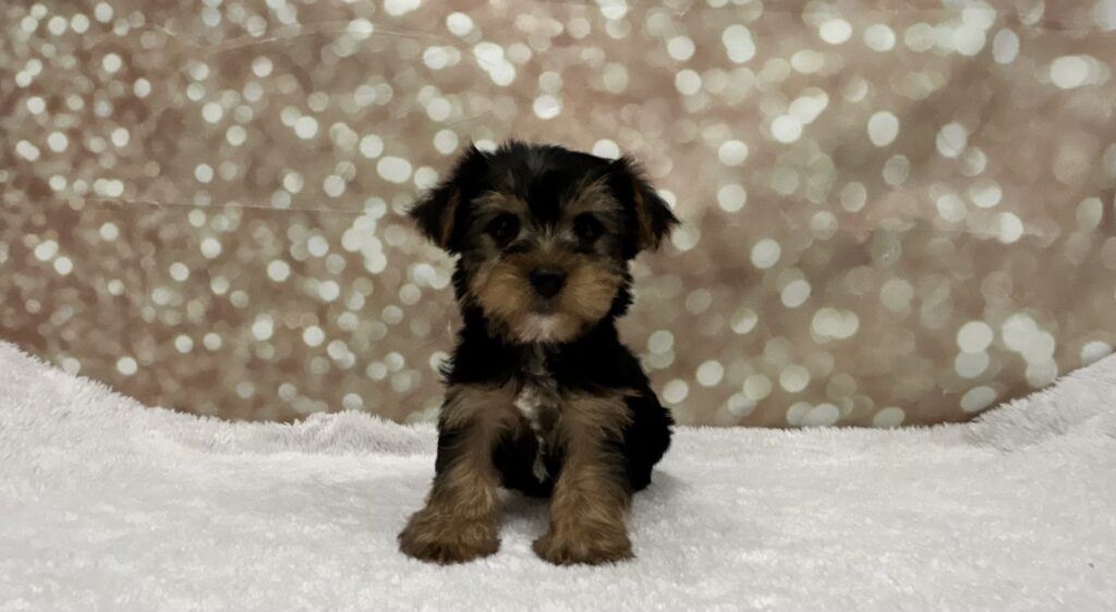Yorkshire Terrier-Dog-Male---Petland Cleveland