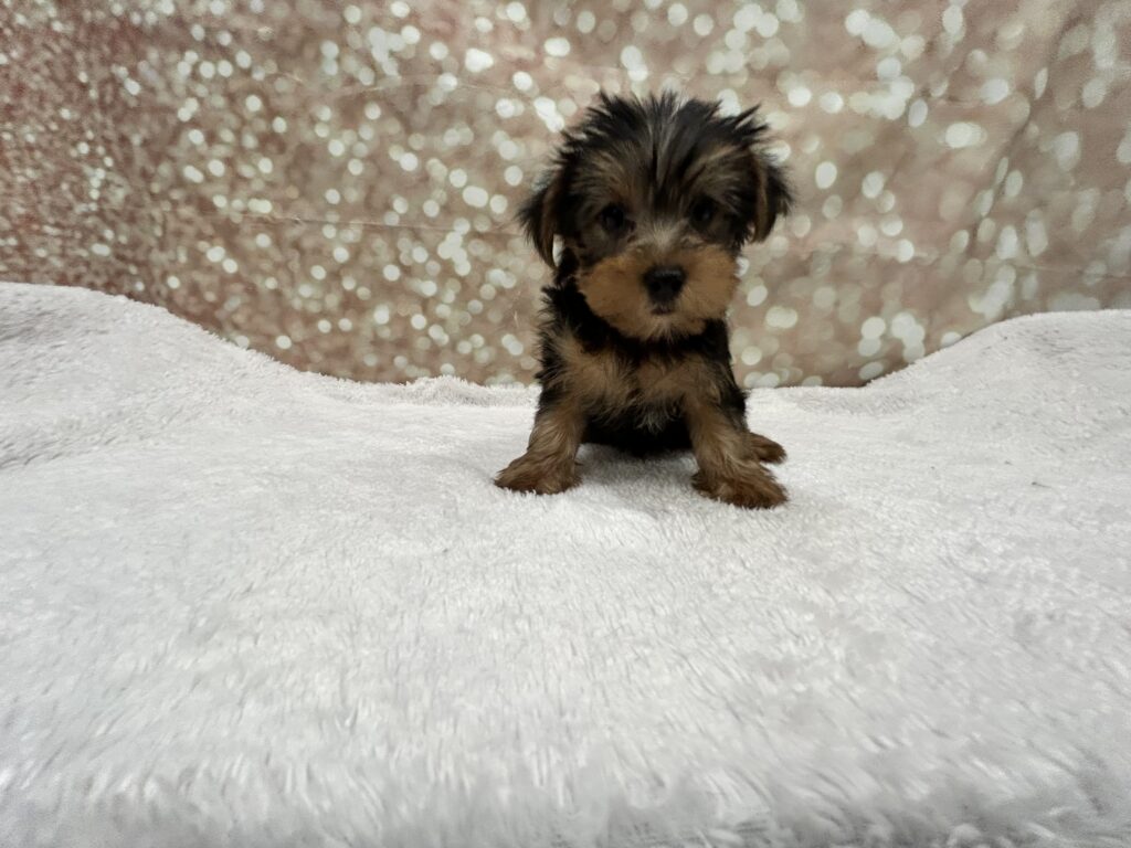 Yorkshire Terrier Dog Male Black / Tan 4745 Petland Cleveland