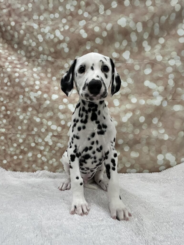 Dalmatian-Dog-Male---Petland Cleveland