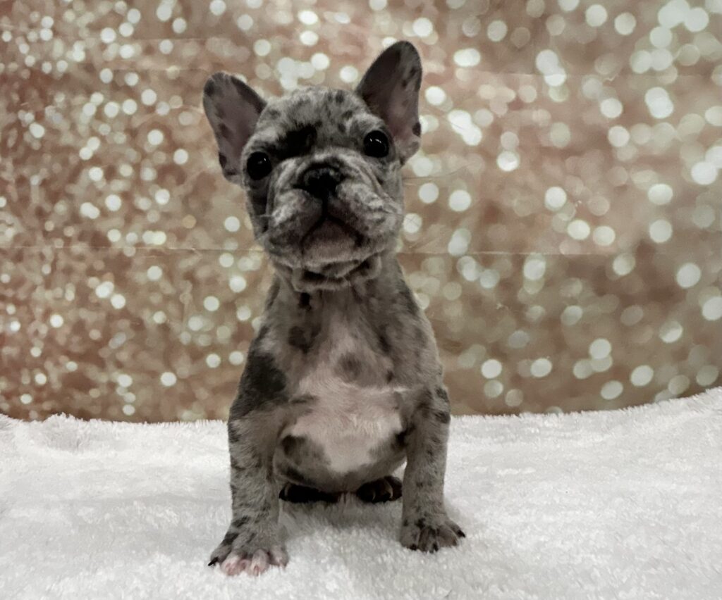 French Bulldog Dog Male Blue Merle 4738 Petland Cleveland
