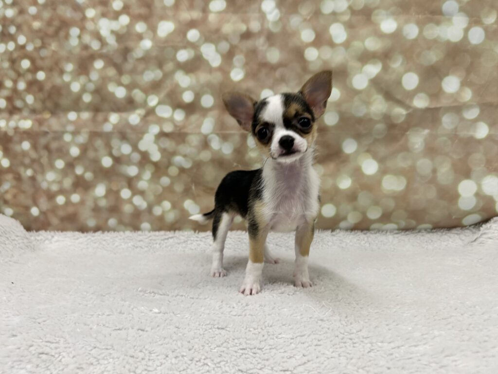 Chihuahua Dog Female Sable / White 4751 Petland Cleveland
