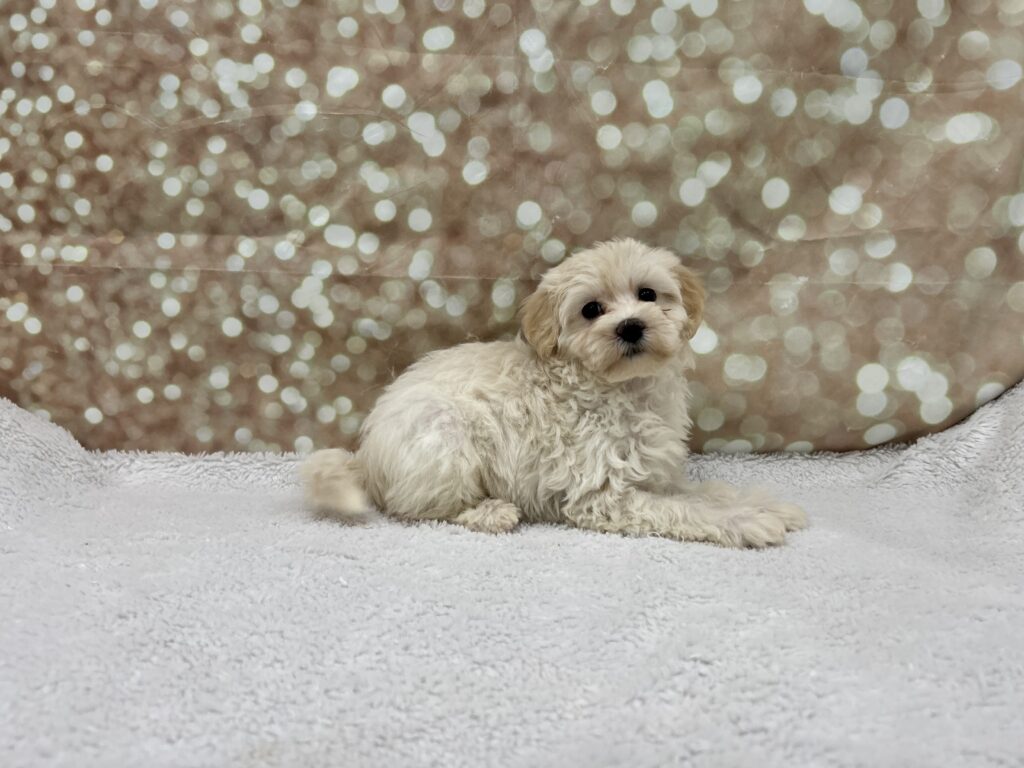 Poochon-Dog-Female---Petland Cleveland