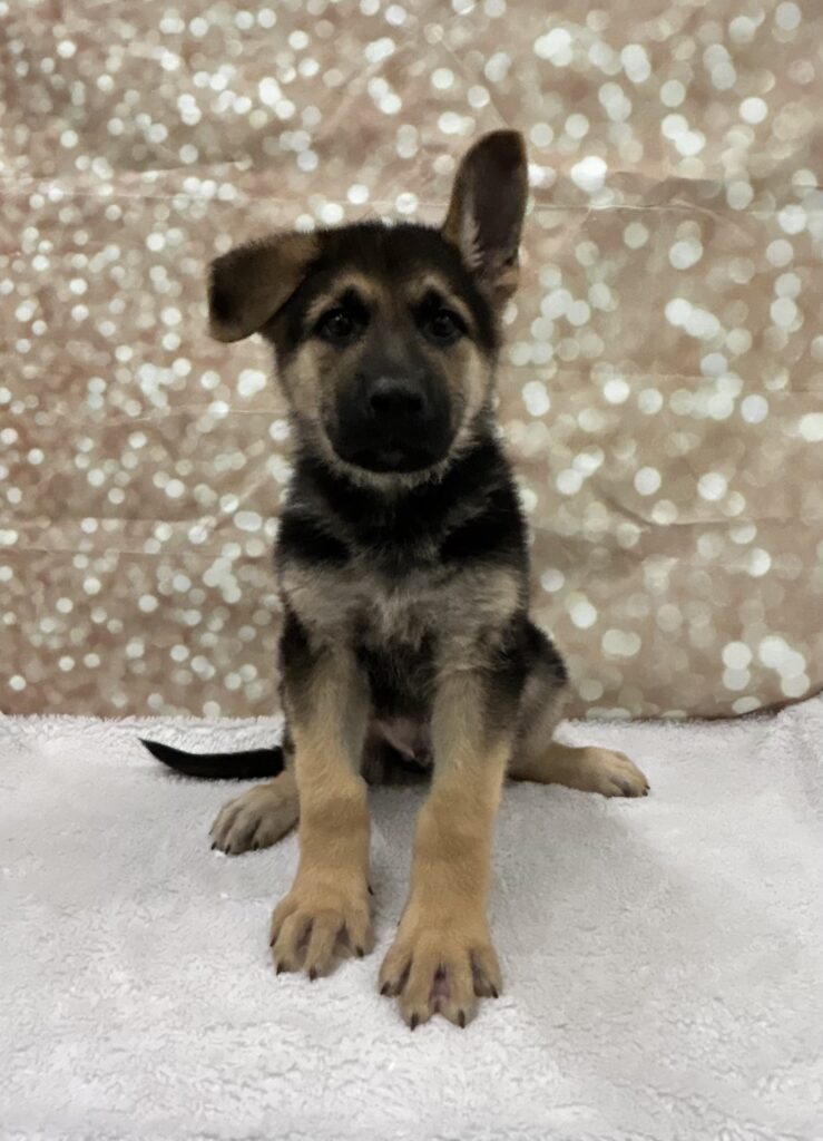 German Shepherd Dog Dog Male Black / Tan 4748 Petland Cleveland