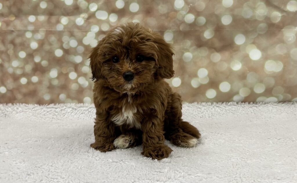 Cavapoo-Dog-Female---Petland Cleveland