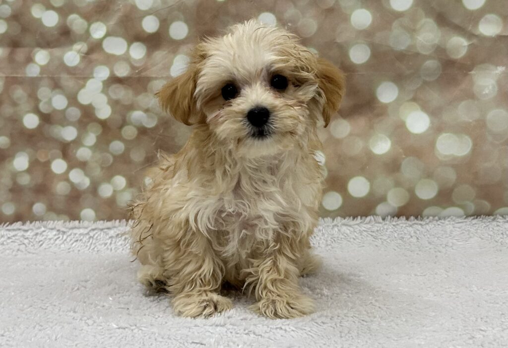 Maltipoo Dog Male Apricot 4752 Petland Cleveland