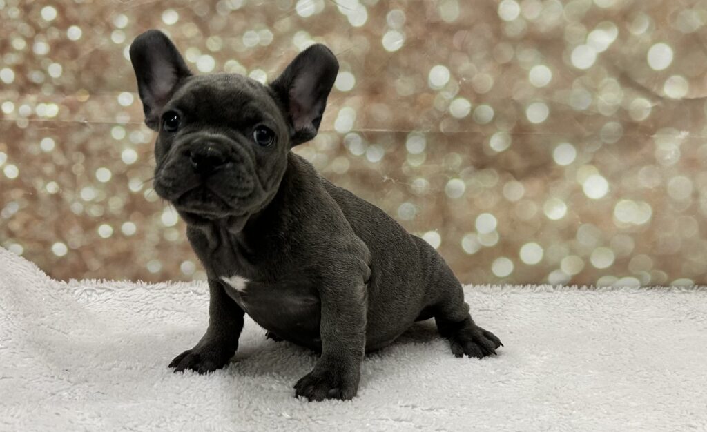 French Bulldog Dog Male Blue 4754 Petland Cleveland