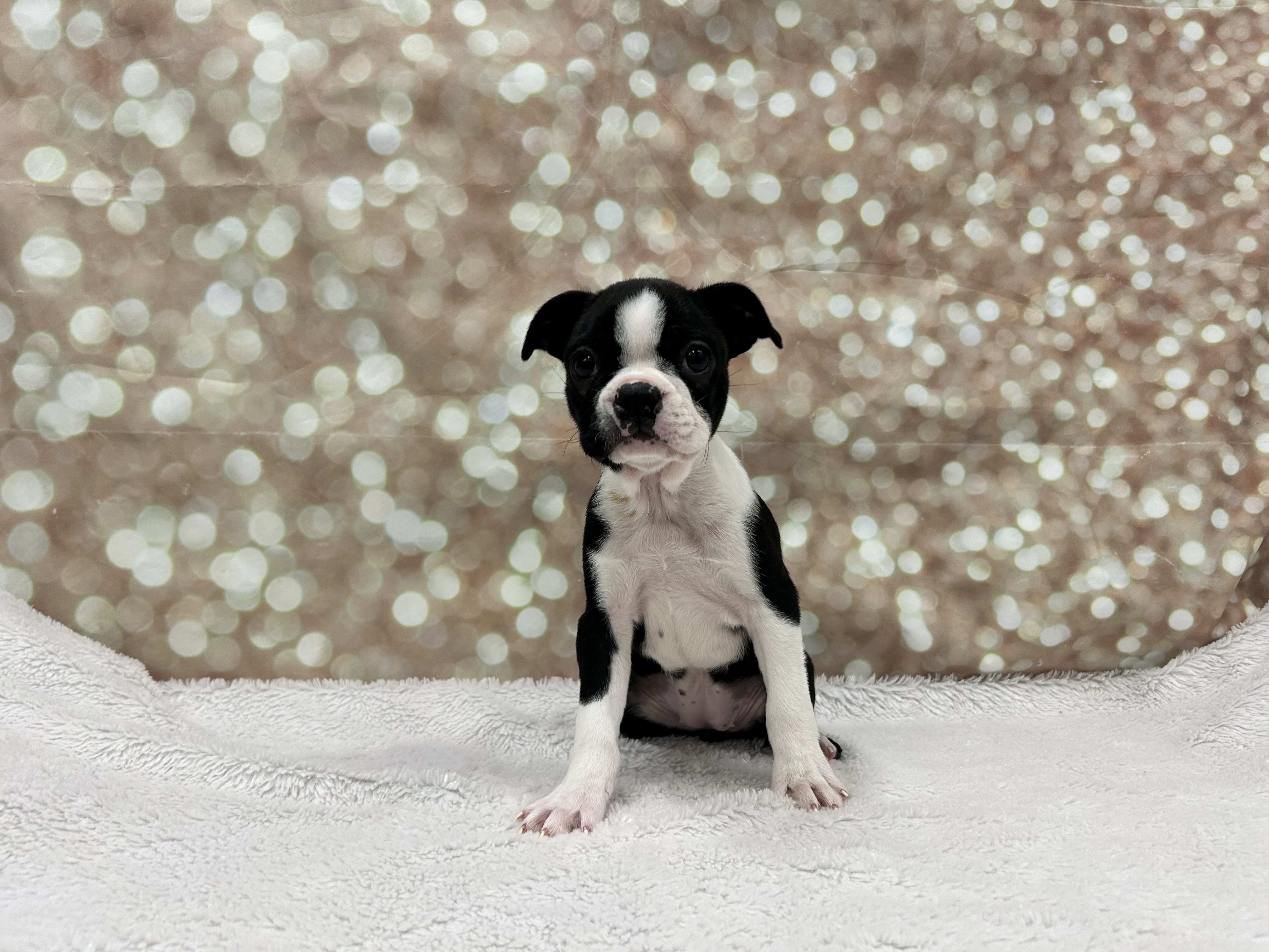 Puppy Black / White ID206590 Located at Petland Cleveland