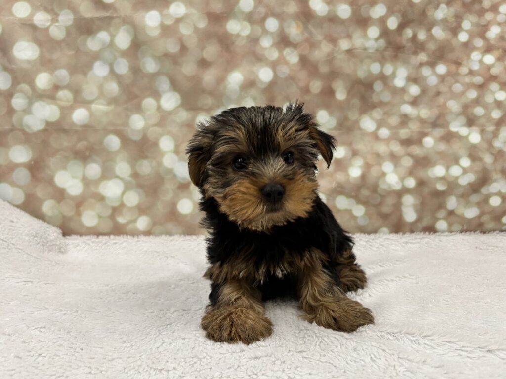 Yorkshire Terrier Dog Female Black / Tan 4767 Petland Cleveland
