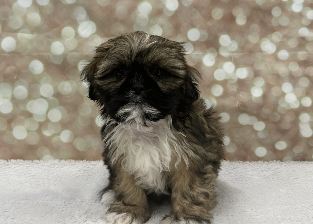 Shih Tzu Dog Male Brown / White 4764 Petland Cleveland