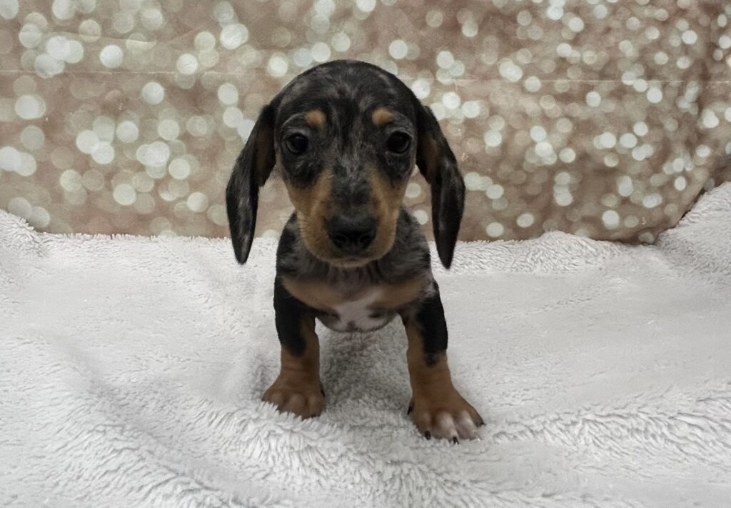 Dachshund Dog Female Silver Dapple 4768 Petland Cleveland