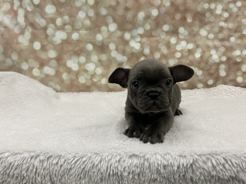 French Bulldog Dog Female Blue 4758 Petland Cleveland