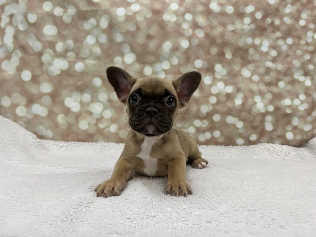 French Bulldog Dog Female Fawn 4756 Petland Cleveland
