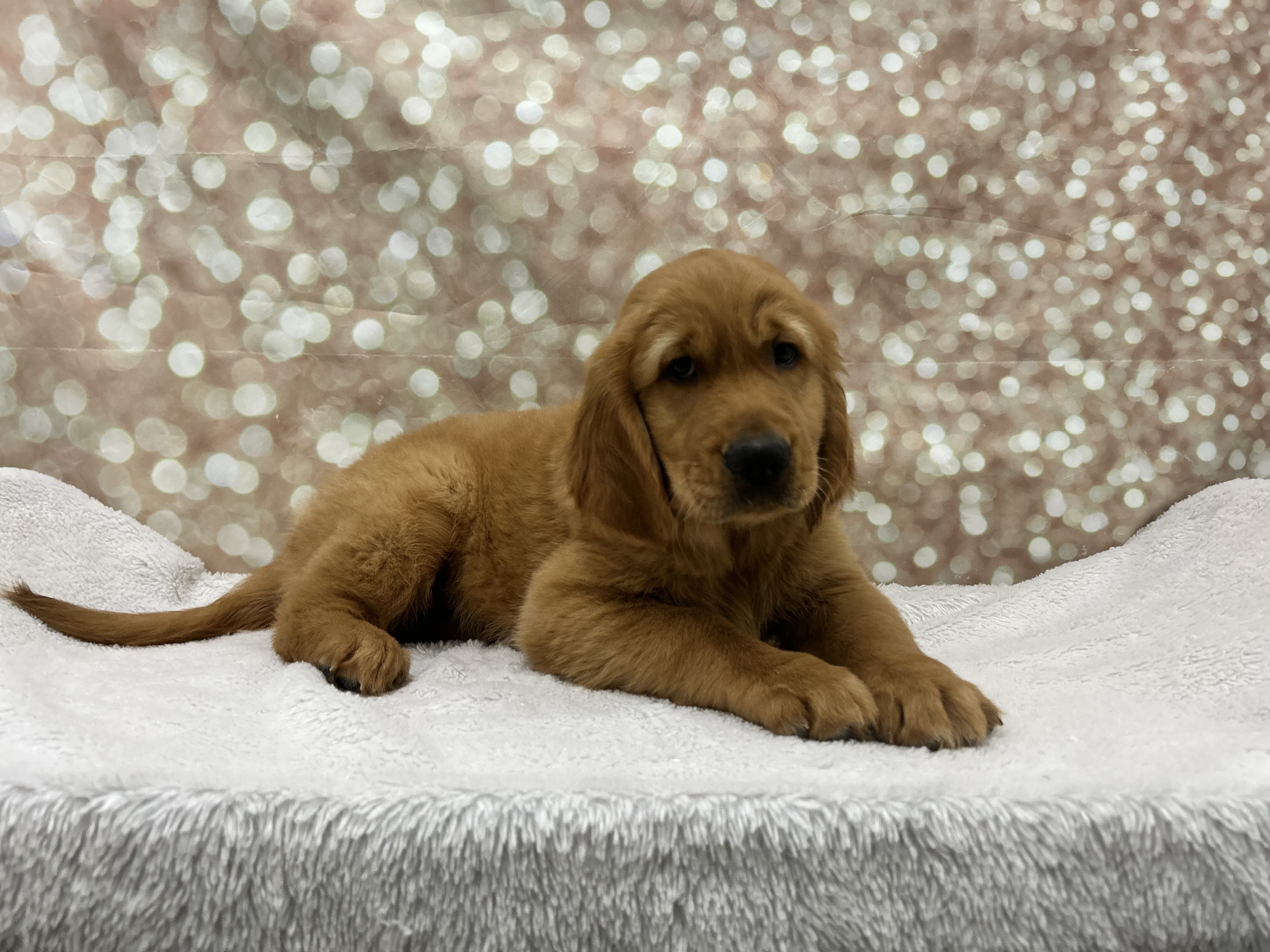 Puppy Golden ID206594 Located at Petland Cleveland