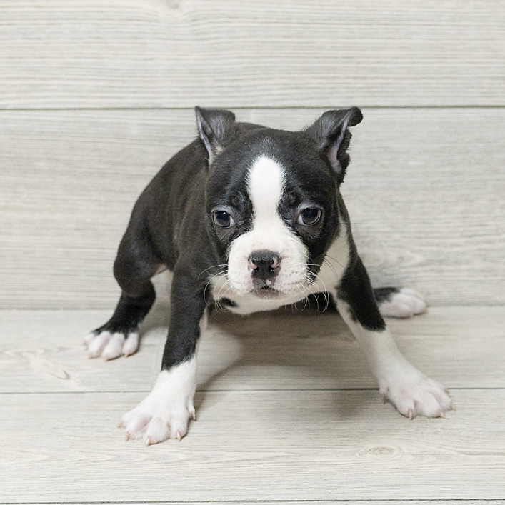 Boston Terrier Dog Male Black / White 4795 Petland Cleveland