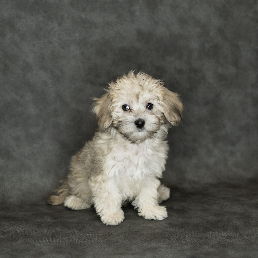 Havapoo Dog Male Tan 4779 Petland Cleveland
