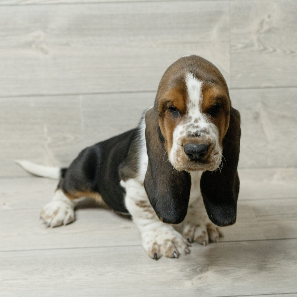 Basset Hound Dog Male Tri-Colored 4794 Petland Cleveland