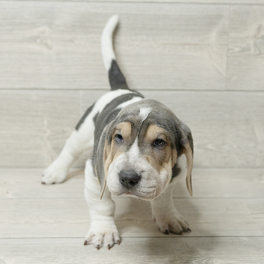 Walrus Dog Male Blue / White 4797 Petland Cleveland