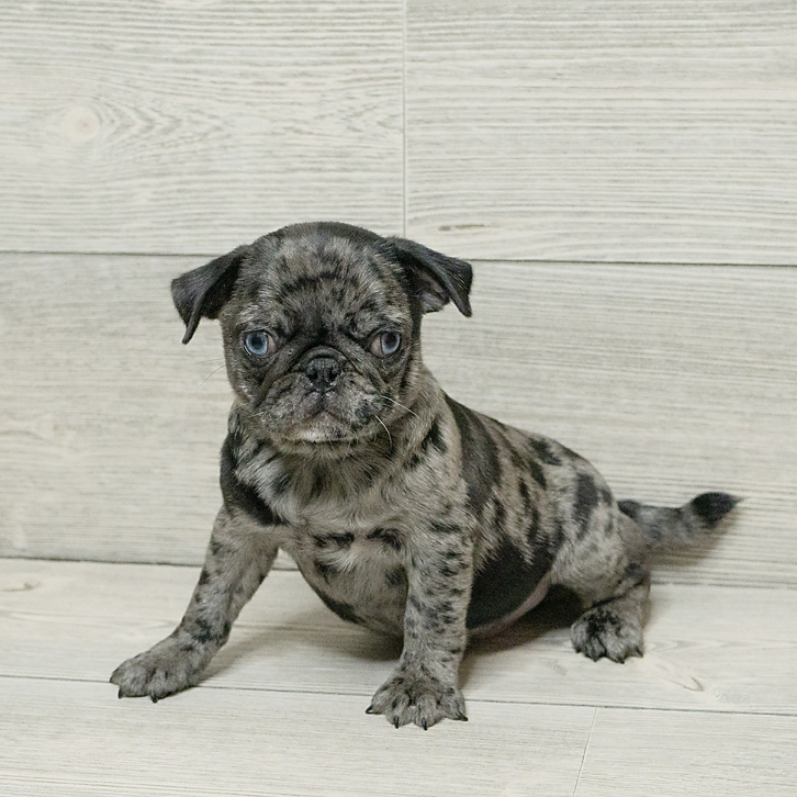 Pug Dog Male Blue Merle 1549 Petland Cleveland