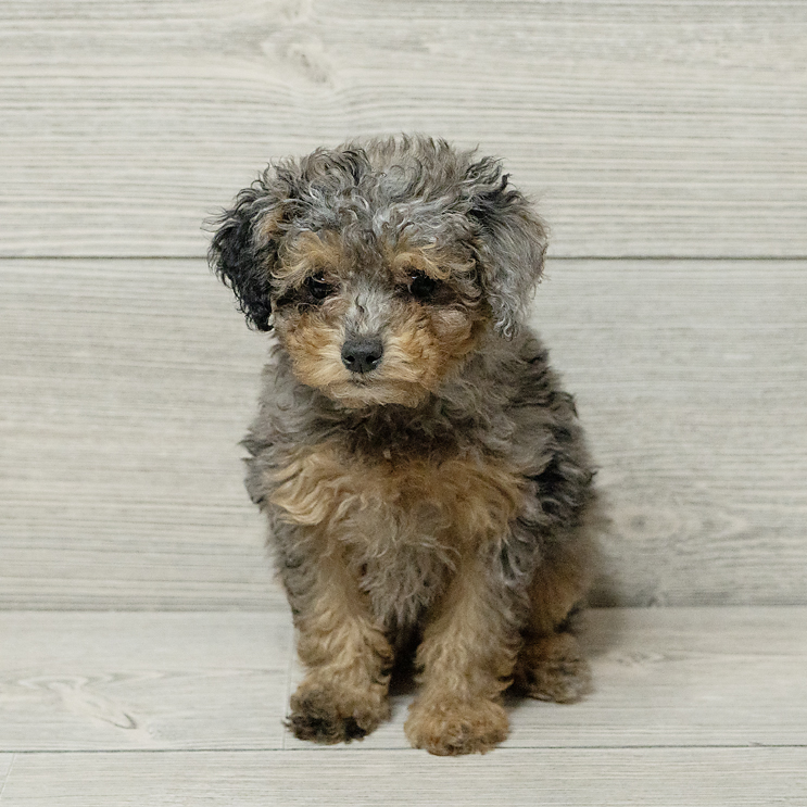 Poodle Mini Dog Female Blue Merle / Tan 4799 Petland Cleveland