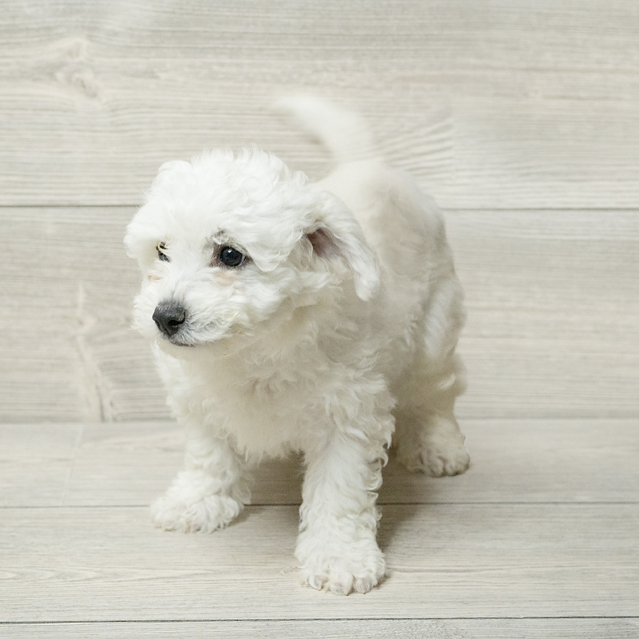 Bichon Frise Dog Male White 4801 Petland Cleveland