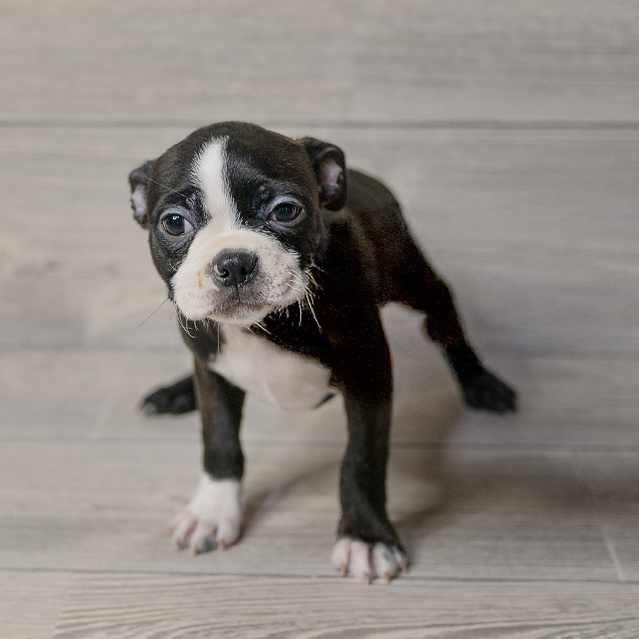 Boston Terrier Dog Female Black / White 1552 Petland Cleveland