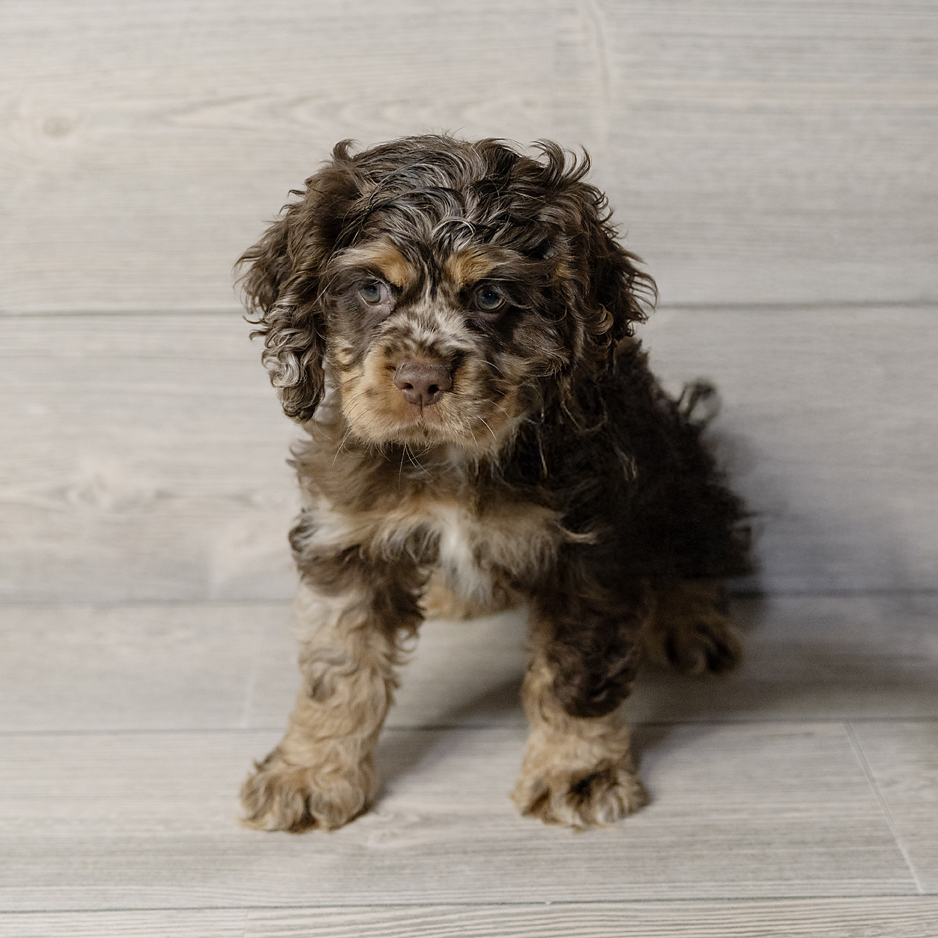 Cocker Spaniel Dog Male Brown 1551 Petland Cleveland