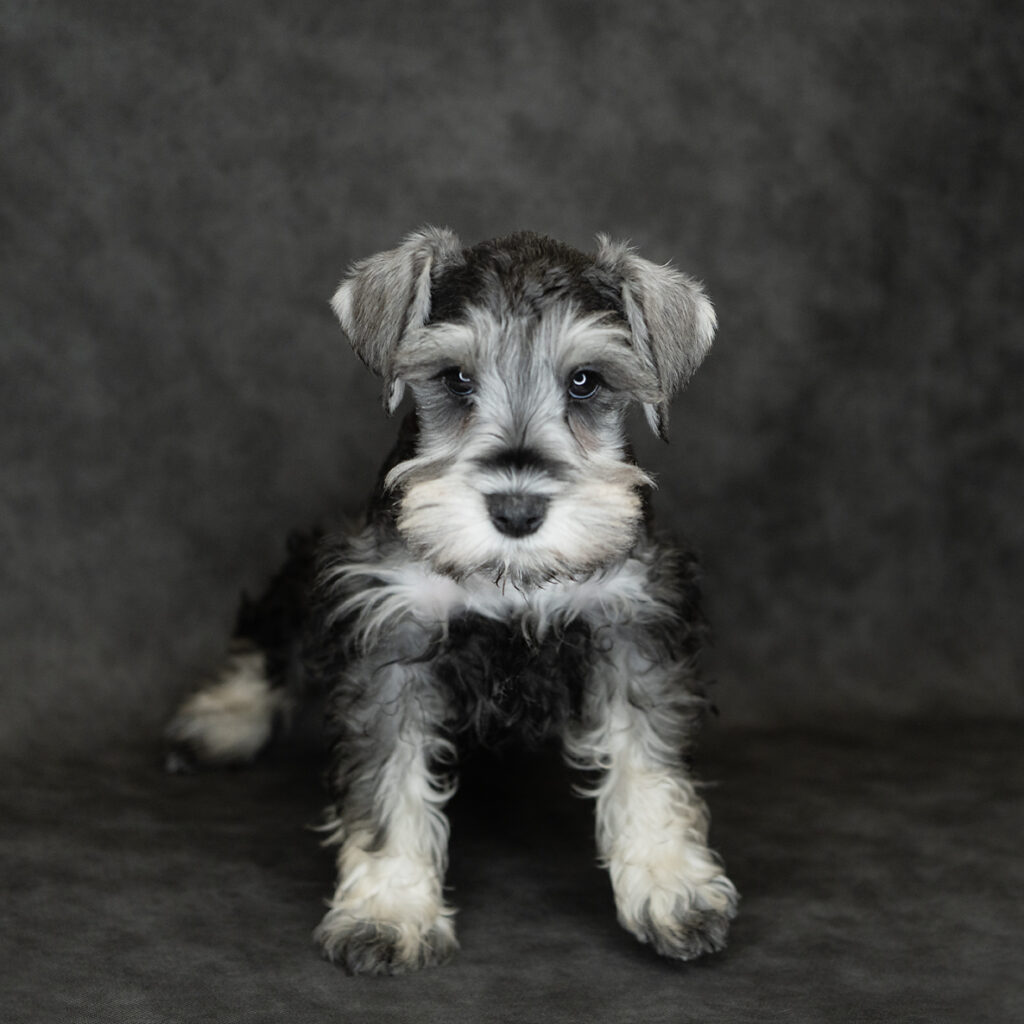 Miniature Schnauzer Dog Female Salt / Pepper 4769 Petland Cleveland
