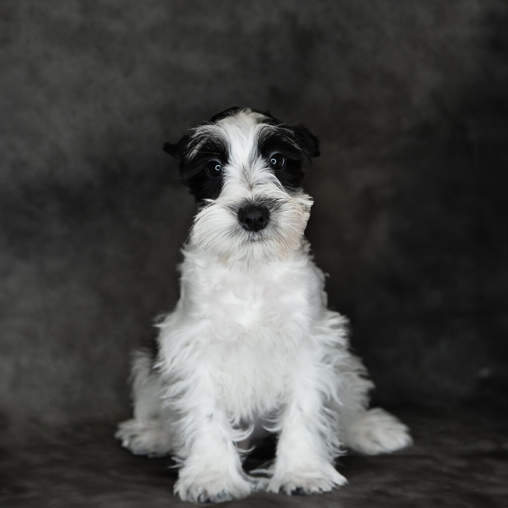 Miniature Schnauzer Dog Male Black / White 4766 Petland Cleveland