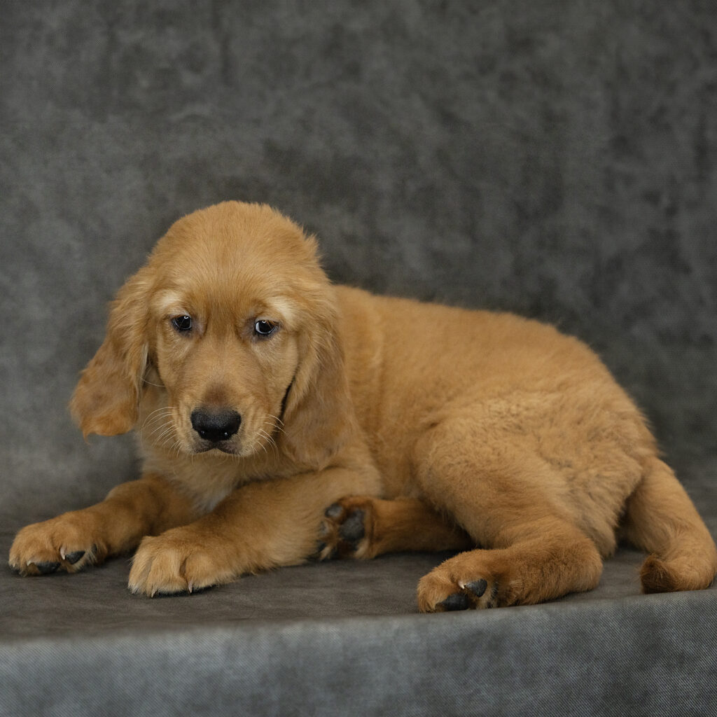 Golden Retriever Dog Male Golden 4759 Petland Cleveland