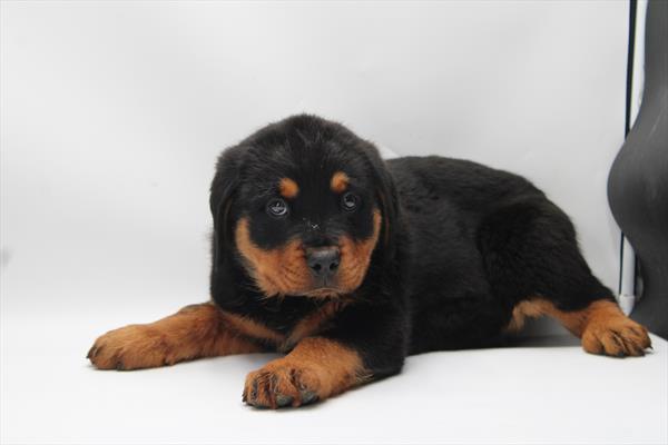 Rottweiler Dog Male Black / Tan 4814 Petland Cleveland