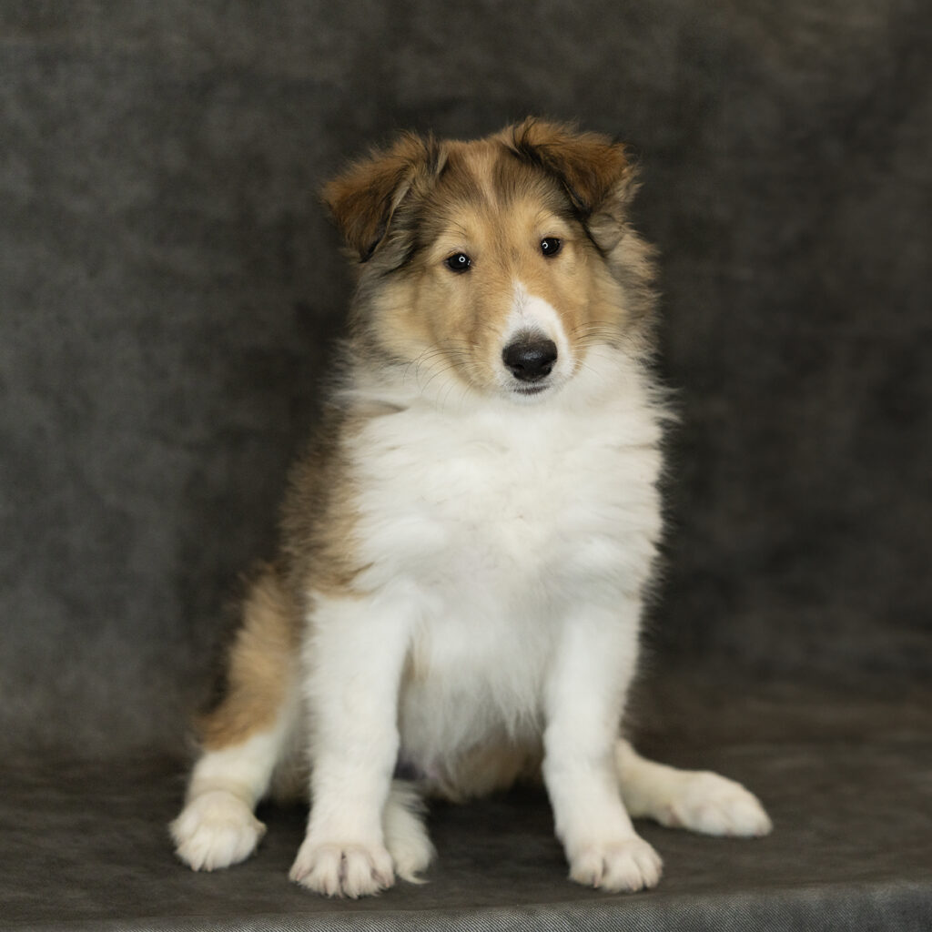 Collie Dog Male Sable 4789 Petland Cleveland