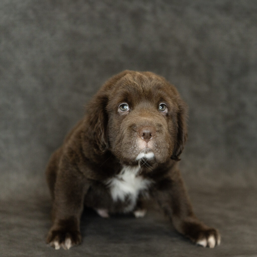 Hippo Mini Dog Male Chocolate 4787 Petland Cleveland