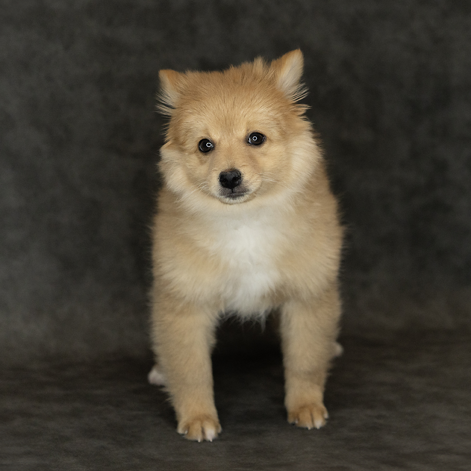 Pomsky 2nd Gen Dog Female Brown 4763 Petland Cleveland