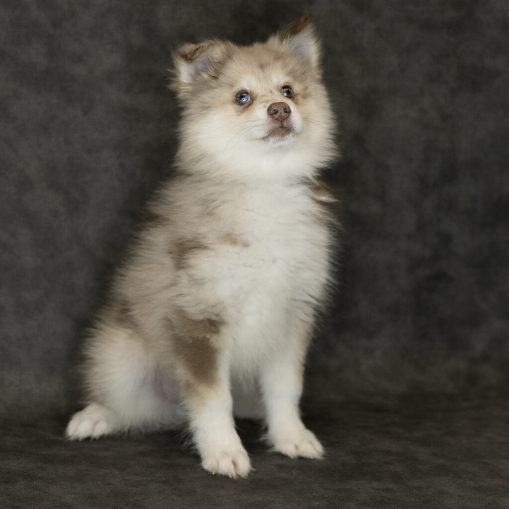 Pomsky Dog Male Chocolate Merle 4786 Petland Cleveland