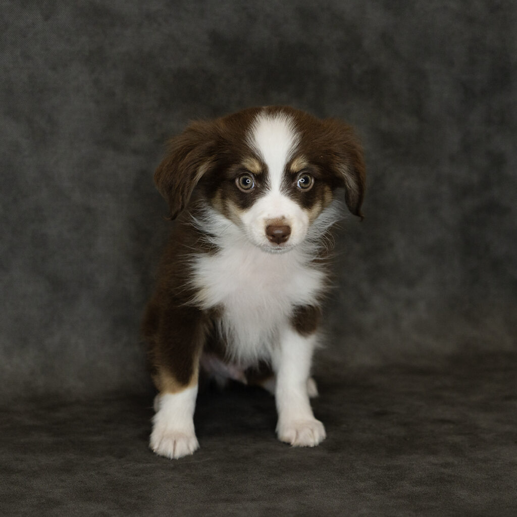 Miniature Australian Shepherd Dog Male Red Tan / White 4761 Petland Cleveland