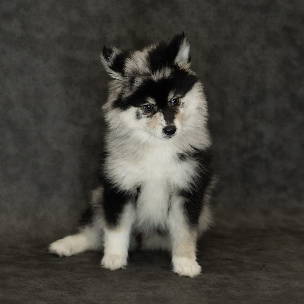 Pomsky Dog Female Blue Merle 4785 Petland Cleveland