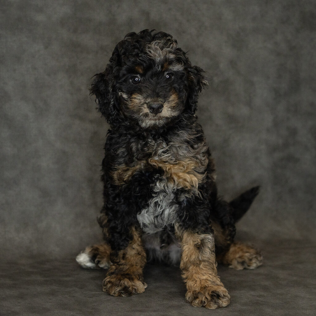 Bernedoodle Mini 2nd Gen Dog Male Blue Merle 4784 Petland Cleveland