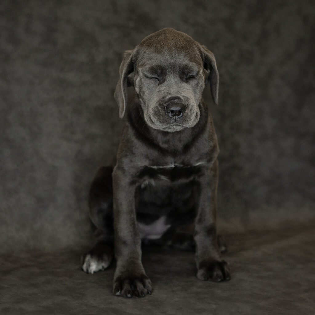Cane Corso Dog Female Blue 4757 Petland Cleveland