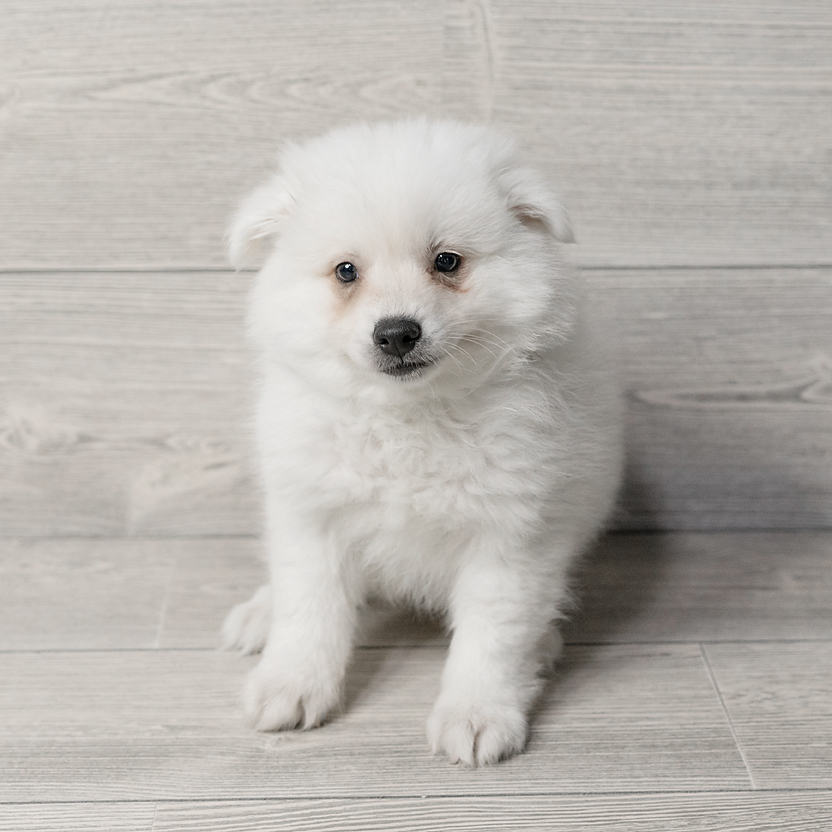 American Eskimo Dog Dog Male White 1553 Petland Cleveland