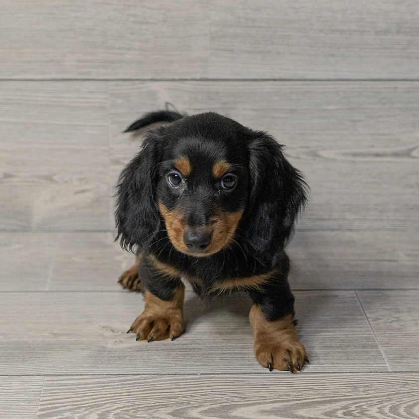 Dachshund Dog Male Black / Tan 1550 Petland Cleveland