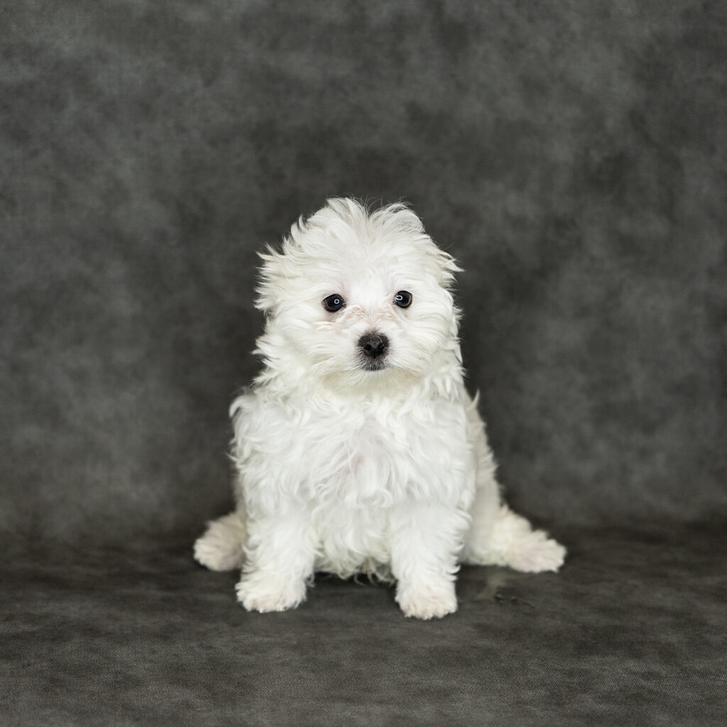 Maltese Dog Male White 4776 Petland Cleveland