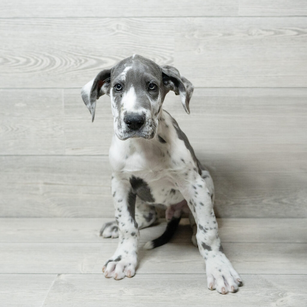 Great Dane Dog Male Harlequin 4800 Petland Cleveland